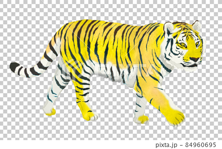 Real illustration of a tiger 84960695