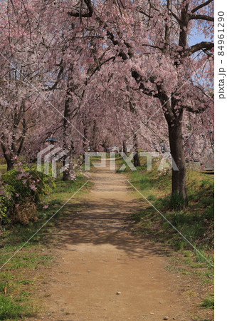 合戦場のしだれ桜 84961290