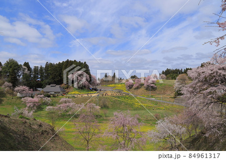 合戦場のしだれ桜 合戦場のしだれ桜 84961317