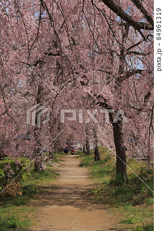 合戦場のしだれ桜 合戦場のしだれ桜 84961319