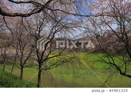 合戦場のしだれ桜 84961320