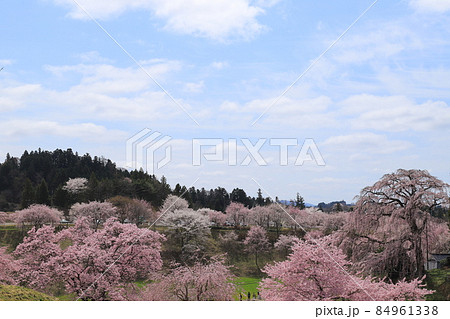 合戦場のしだれ桜 合戦場のしだれ桜 84961338