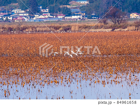 宮城県　伊豆沼　枯れ蓮の湖上を飛ぶコハクチョウの群れ 84961658