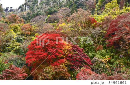 大分県 中津 耶馬渓の紅葉 大分県 中津 耶馬渓の紅葉 84961661