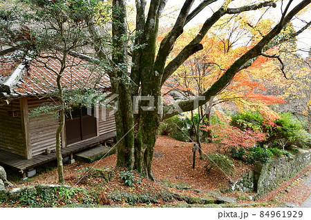 両子寺　もみじの絨毯 84961929