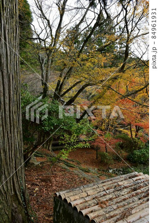 両子寺 もみじの絨毯 両子寺 もみじの絨毯 84961931