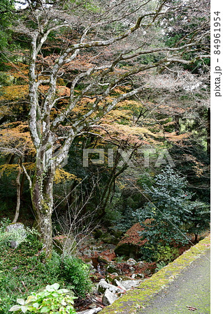 両子寺 もみじの絨毯 両子寺 もみじの絨毯 84961954