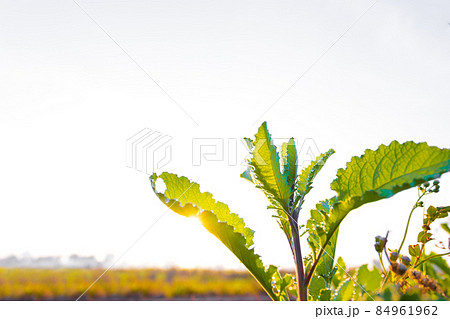 Small fresh trees are beautiful in the morning sunrise. Small fresh trees are beautiful in the morning sunrise. 84961962