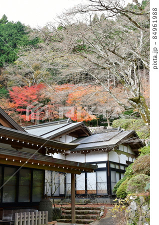両子寺 もみじの絨毯 両子寺 もみじの絨毯 84961988