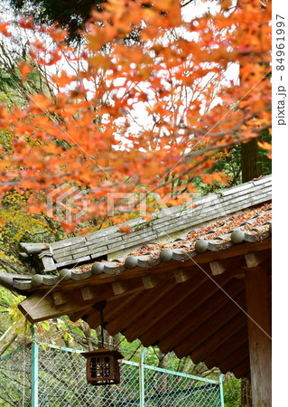 両子寺 もみじの絨毯 両子寺 もみじの絨毯 84961997