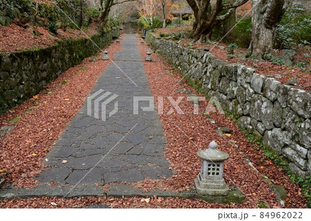 両子寺　もみじの絨毯 84962022