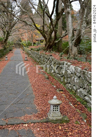 両子寺　もみじの絨毯 84962024