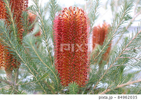 ヒースバンクシア(Heath banksia)の花 たわしのような花です。 ヒースバンクシア(Heath banksia)の花 たわしのような花です。 84962035
