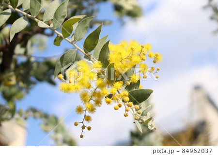 パールアカシアの花 学名はアカシア・ポダリリーフォリアです。 84962037