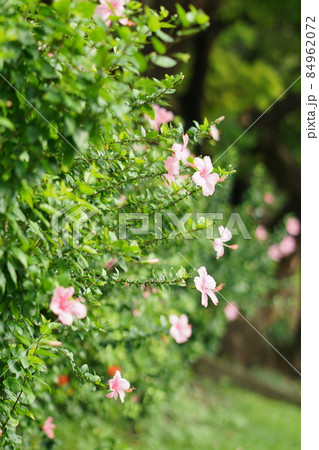 Pink Hibiscus in the park, Bagnkok（ピンク色のハイビスカスの花） 84962072