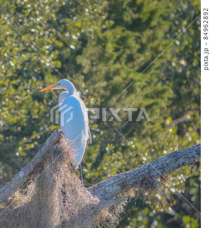 A Great Egret along the intracoastal waterway in Flagler County, Florida 84962892