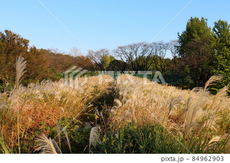 秋のススキ　イネ科ススキ属の植物　多年生草本　鎌ケ谷市制記念公園　千葉県鎌ケ谷市初富 84962903