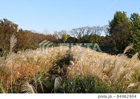 秋のススキ　イネ科ススキ属の植物　多年生草本　鎌ケ谷市制記念公園　千葉県鎌ケ谷市初富 84962904