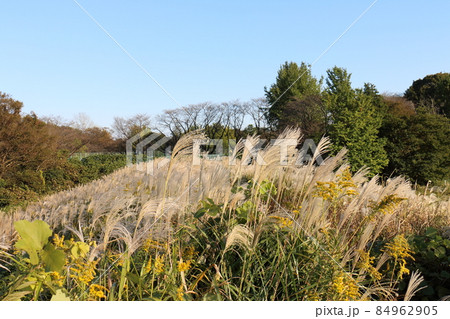 秋のススキ　イネ科ススキ属の植物　多年生草本　鎌ケ谷市制記念公園　千葉県鎌ケ谷市初富 84962905