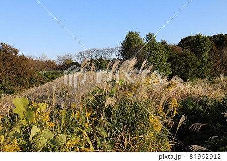 秋のススキ イネ科ススキ属の植物 多年生草本 鎌ケ谷市制記念公園 千葉県鎌ケ谷市初富 秋のススキ イネ科ススキ属の植物 多年生草本 鎌ケ谷市制記念公園 千葉県鎌ケ谷市初富 84962912