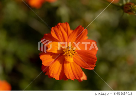 コスモス 84963412