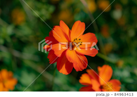 コスモス 84963413
