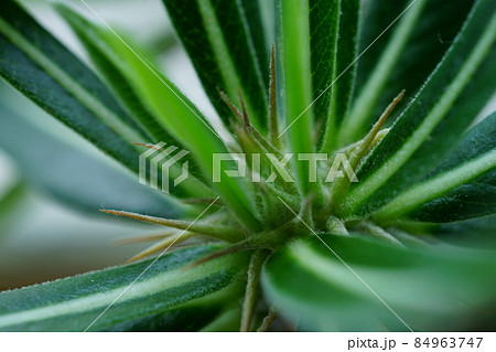 珍しい植物の資料写真 珍しい植物の資料写真 84963747