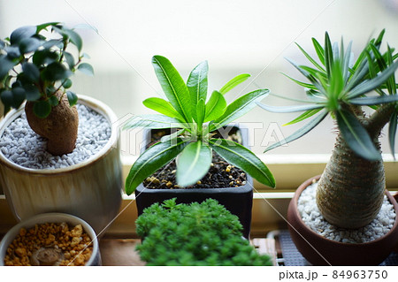 珍しい植物の資料写真 84963750
