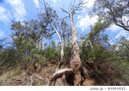 オーストラリア クルランドにて_3 オーストラリア クルランドにて_3 84964683