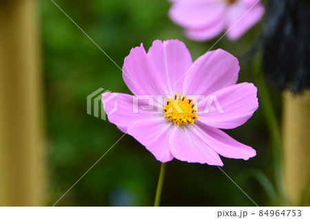 ピンク色のコスモス（忍野八海／山梨県南都留郡忍野村） 84964753