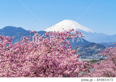 【神奈川県】松田山から見える河津桜と富士山 84965473