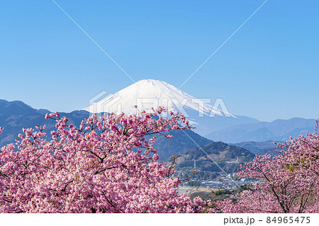 【神奈川県】松田山から見える河津桜と富士山 84965475