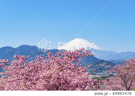 【神奈川県】松田山から見える河津桜と富士山 【神奈川県】松田山から見える河津桜と富士山 84965476