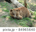 スイス　ベルンの熊 84965640