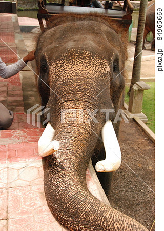 ゾウ。正面。（エレファントサファリパーク･バリ島／インドネシア） 84965669