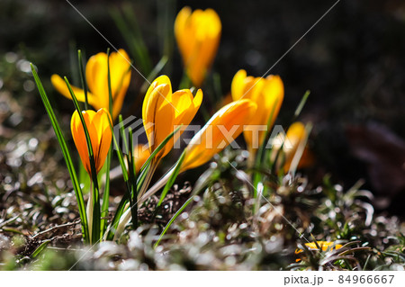The first yellow crocuses in the spring garden. Botanical concept 84966667