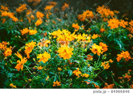 コスモス 84966846