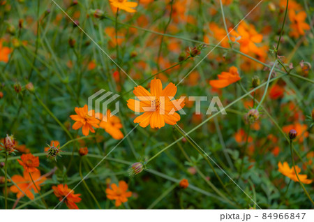コスモス 84966847