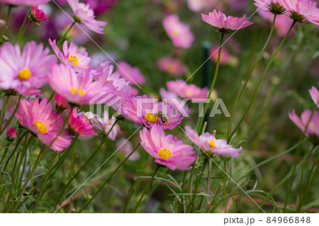 コスモスとハチ 84966848