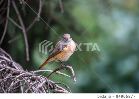 The common redstart female, Phoenicurus phoenicurus, is photographed in close-up sitting on a branch against a blurred background. 84966877