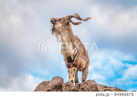 Markhor, Capra falconeri, wild goat native to Central Asia, Karakoram and the Himalayas standing on rock on blue sky background 84966878