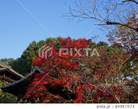 京都の紅葉をめぐる　　東福寺編 84967073