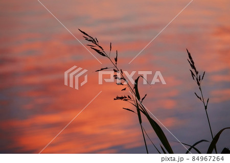 夕焼け空が映り込む水面と草のシルエット 84967264