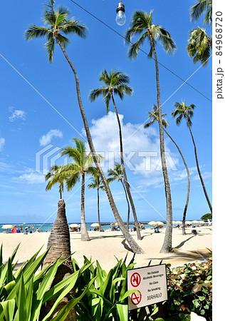 ハワイの休日 84968720