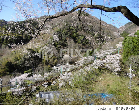 春の里山の風景 春の里山の風景 84969794