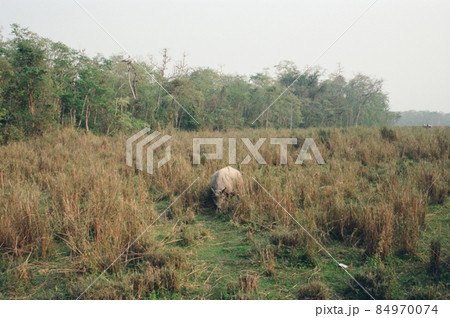 野生のインドサイ(チトワン/ネパール) 野生のインドサイ(チトワン/ネパール) 84970074