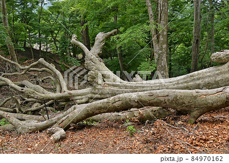 【台風の強風で倒れた大木】自然災害　災害イメージ 84970162