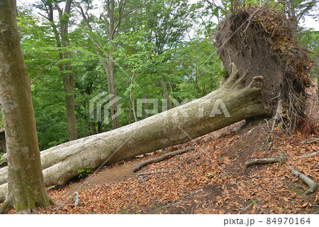 【台風の強風で倒れた大木】自然災害　災害イメージ 84970164