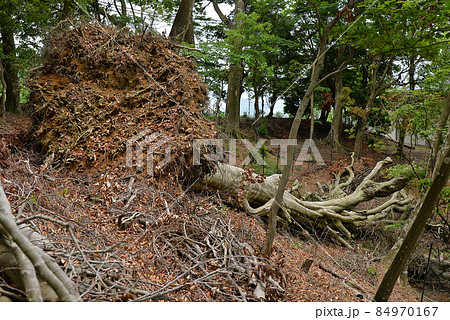 【台風の強風で倒れた大木】自然災害　災害イメージ 84970167