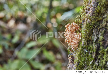 Small mushrooms grow in a heap on the tree, lots of mushrooms. Small mushrooms grow in a heap on the tree, lots of mushrooms. 84970345